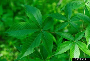 Ohio buckeye, Aesculus glabra  (Sapindales: Hippocastanaceae) - 5472939