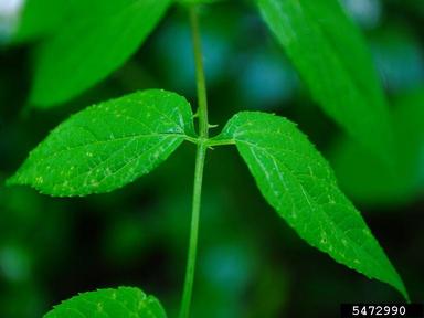 devil's walkingstick, Aralia spinosa  (Apiales: Araliaceae) - 5472990