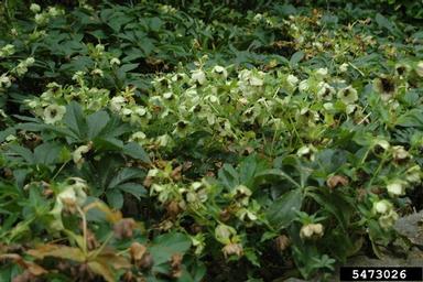 hellebore, Helleborus spp.  (Ranunculales: Ranunculaceae) - 5473026