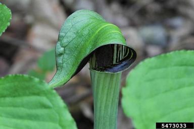 Jack in the pulpit, Arisaema triphyllum  (Arales: Araceae) - 5473033