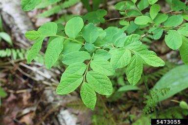 oval-leaf blueberry, Vaccinium ovalifolium  (Ericales: Ericaceae) - 5473055