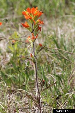 scarlet Indian paintbrush, Castilleja coccinea  (Scrophulariales: Scrophulariaceae) - 5473163