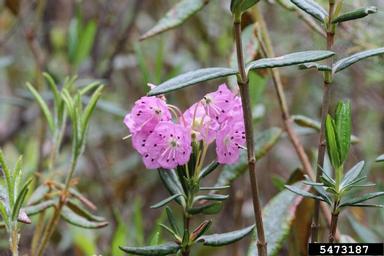 bog laurel, Kalmia polifolia  (Ericales: Ericaceae) - 5473187