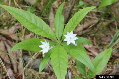 star-flower, Trientalis borealis  (Primulales: Primulaceae) - 5473195