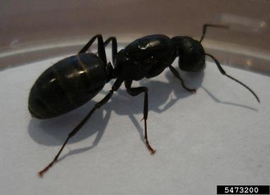 black carpenter ant, Camponotus pennsylvanicus  (Hymenoptera: Formicidae) - 5473200