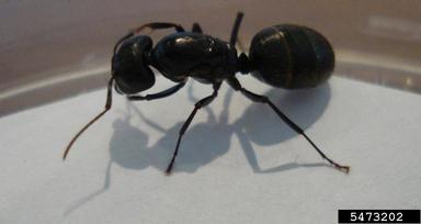 black carpenter ant, Camponotus pennsylvanicus  (Hymenoptera: Formicidae) - 5473202