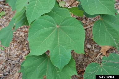 Chinese parasoltree, Firmiana simplex  (Malvales: Sterculiaceae) - 5473204