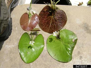 crested floating heart, Nymphoides cristata  (Solanales: Menyanthaceae) - 5473207