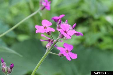 damesrocket, Hesperis matronalis  (Capparales: Brassicaceae) - 5473213