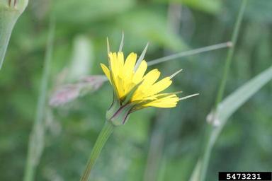 meadow salsify, Tragopogon lamottei  (Asterales: Asteraceae) - 5473231