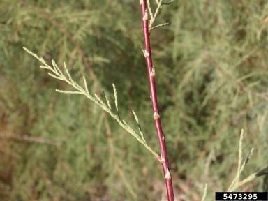 Canary Island tamarisk, Tamarix canariensis  (Violales: Tamaricaceae) - 5473295