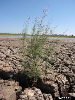 Canary Island tamarisk, Tamarix canariensis  (Violales: Tamaricaceae) - 5473301