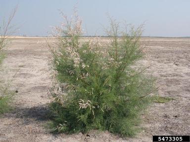 Canary Island tamarisk, Tamarix canariensis  (Violales: Tamaricaceae) - 5473305