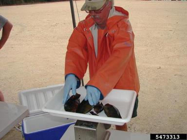 2012 Everglades CISMA Non-native Fish Roundup,    - 5473313