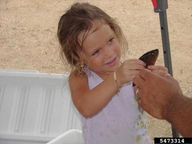2012 Everglades CISMA Non-native Fish Roundup,    - 5473314