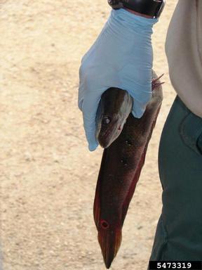 2012 Everglades CISMA Non-native Fish Roundup,    - 5473319