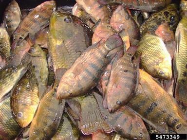 2012 Everglades CISMA Non-native Fish Roundup,    - 5473349