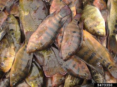 2012 Everglades CISMA Non-native Fish Roundup,    - 5473350