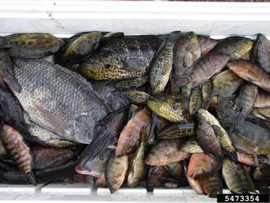 2012 Everglades CISMA Non-native Fish Roundup,    - 5473354