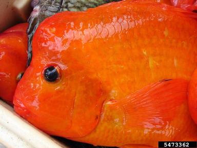 2012 Everglades CISMA Non-native Fish Roundup,    - 5473362
