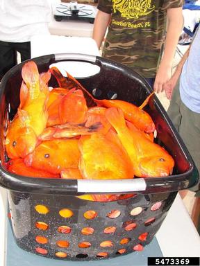 2012 Everglades CISMA Non-native Fish Roundup,    - 5473369