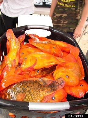 2012 Everglades CISMA Non-native Fish Roundup,    - 5473371