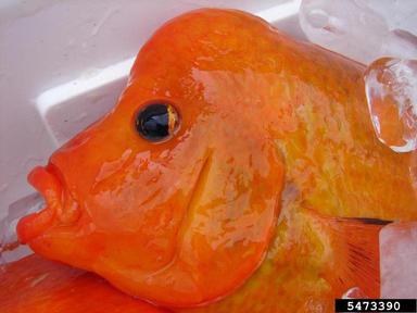 2012 Everglades CISMA Non-native Fish Roundup,    - 5473390