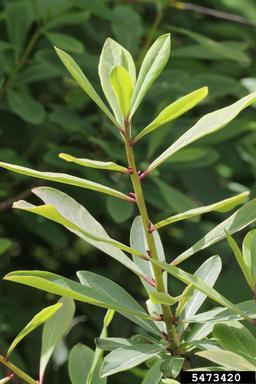 February daphne, Daphne mezereum  (Myrtales: Thymelaeaceae) - 5473420
