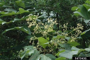 Chinese parasoltree, Firmiana simplex  (Malvales: Sterculiaceae) - 5473430