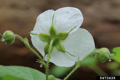western thimbleberry, Rubus parviflorus  (Rosales: Rosaceae) - 5473439