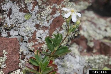 three-toothed cinquefoil, Sibbaldiopsis tridentata  (Rosales: Rosaceae) - 5473449