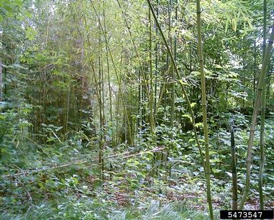 yellow groove bamboo, Phyllostachys aureosulcata  (Cyperales: Poaceae) - 5473547