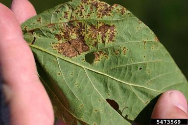 bacterial pustule of soybean disease (Xanthomonas axonopodis pv. glycines) on soybean (Glycine spp. ) - 5473569