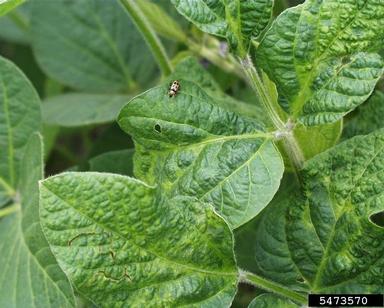 Bean Pod Mottle Virus (Comovirus BPMV ) on soybean (Glycine spp. ) - 5473570