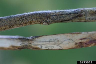 charcoal rot (Macrophomina phaseolina ) on soybean (Glycine spp. ) - 5473573