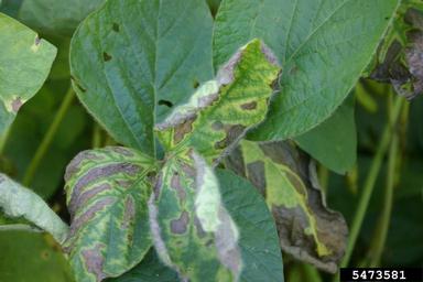 sudden death syndrome (Fusarium virguliforme ) on soybean (Glycine spp. ) - 5473581