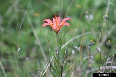 wood lily, Lilium philadelphicum  (Liliales: Liliaceae) - 5473589