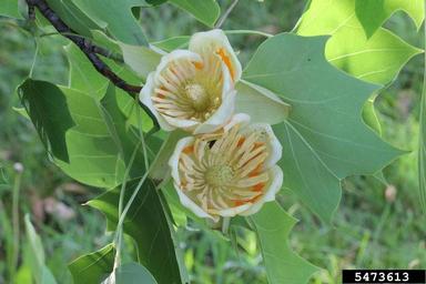 yellow-poplar, Liriodendron tulipifera  (Magnoliales: Magnoliaceae) - 5473613