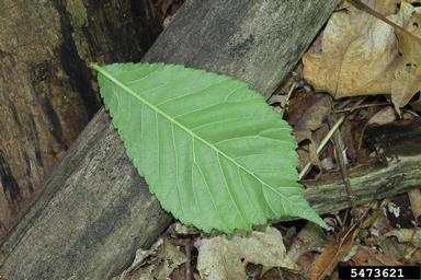 slippery elm, Ulmus rubra  (Urticales: Ulmaceae) - 5473621