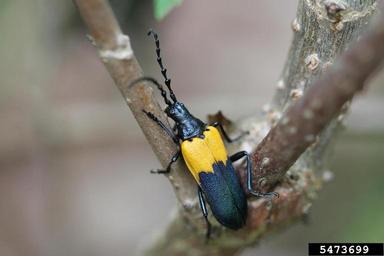 elder borer, Desmocerus palliatus  (Coleoptera: Cerambycidae) - 5473699