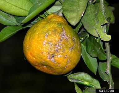 sweet orange scab (Elsinoe australis ) on satsuma mandarin (Citrus unshi ) - 5473708