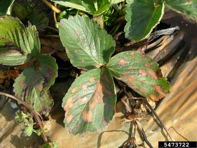 paraquat (  ) on strawberry (Fragaria x ananassa ) - 5473722