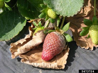 gray mold (Botrytis cinerea ) on strawberry (Fragaria x ananassa ) - 5473724