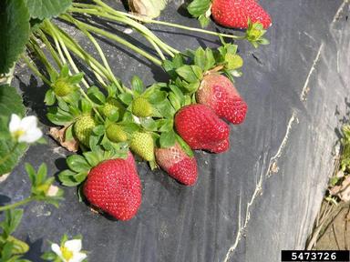 gray mold (Botrytis cinerea ) on strawberry (Fragaria x ananassa ) - 5473726