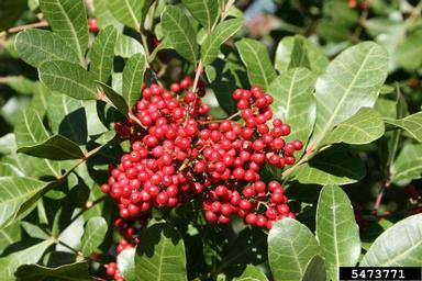 Brazilian peppertree, Schinus terebinthifolius  (Sapindales: Anacardiaceae) - 5473771