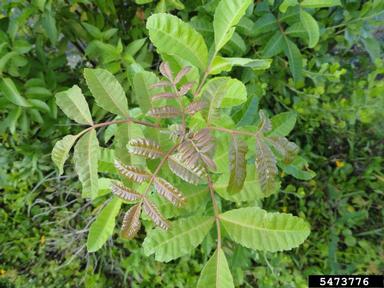 Brazilian peppertree, Schinus terebinthifolius  (Sapindales: Anacardiaceae) - 5473776
