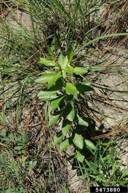 queen's-delight, Stillingia sylvatica  (Euphorbiales: Euphorbiaceae) - 5473880