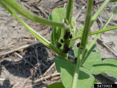 kudzu bug (Megacopta cribraria ) on soybean (Glycine max ) - 5473923