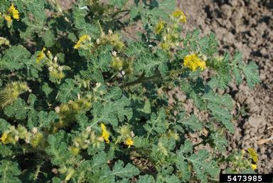 buffalobur, Solanum rostratum  (Solanales: Solanaceae) - 5473985