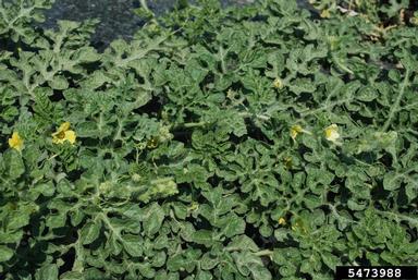 watermelon, Citrullus lanatus  (Violales: Cucurbitaceae) - 5473988